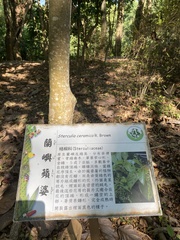 Sterculia ceramica