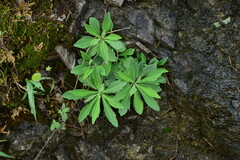 Crepidiastrum lanceolatum