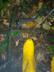 Caecilia tentaculata