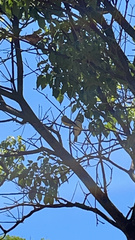 Pitangus sulphuratus