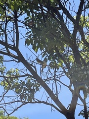 Pitangus sulphuratus