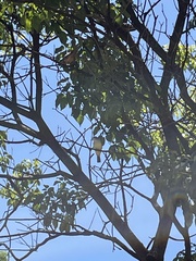 Pitangus sulphuratus