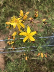 Hypericum perforatum