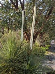 Xanthorrhoea