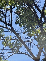 Pitangus sulphuratus