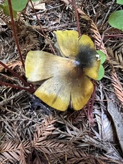 Hygrocybe singeri