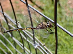 Hemicordulia tau