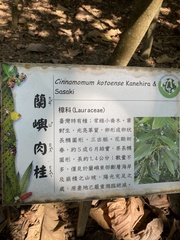 Cinnamomum kotoense