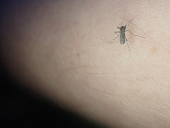 Aedes notoscriptus