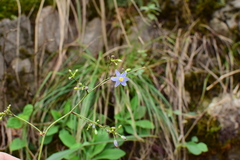 Dianella ensifolia