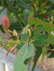 Gonipterus platensis