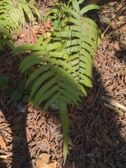 Christella acuminata