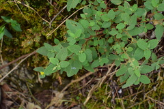 Corchoropsis crenata