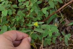Corchoropsis crenata