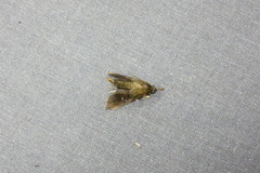 Microthyris prolongalis