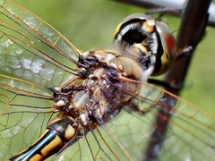 Hemicordulia tau