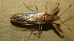 Pachygronthidae