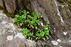 Crepidiastrum lanceolatum