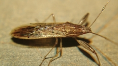 Pachygronthidae