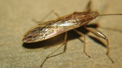 Pachygronthidae