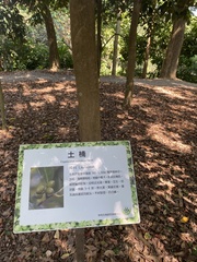 Cryptocarya concinna