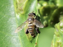 Mallota curvigaster