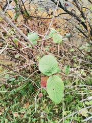Magnoliopsida