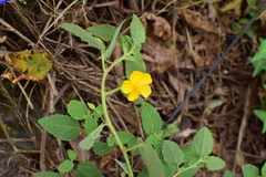 Corchoropsis crenata