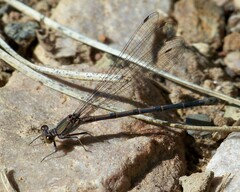 Argia tonto