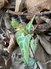 Lepidagathis inaequalis