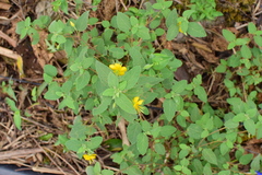 Corchoropsis crenata