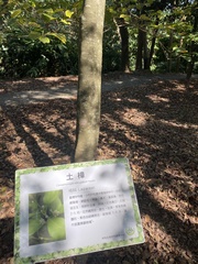 Cinnamomum reticulatum