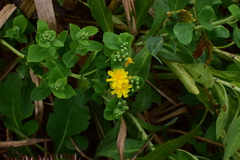 Crepidiastrum lanceolatum