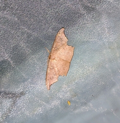 Strepsigonia robusta