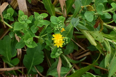 Crepidiastrum lanceolatum
