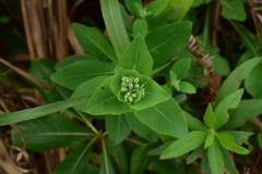 Crepidiastrum lanceolatum