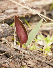 Cryptostylis leptochila