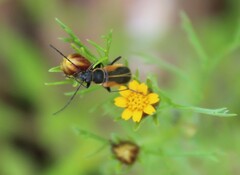 Chauliognathus opacus