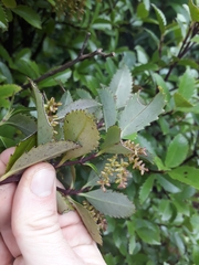 Ascarina lucida lucida
