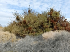 Phoradendron californicum