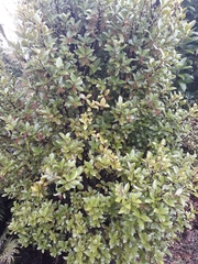 Ascarina lucida lucida