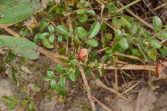 Rosa bracteata