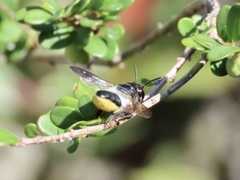 Megachile conjuncta