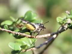 Megachile conjuncta