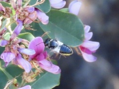 Megachile conjuncta