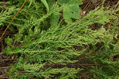 Artemisia japonica