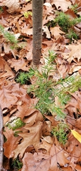 Juniperus communis