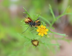 Chauliognathus opacus