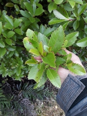 Ascarina lucida lucida