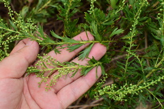 Artemisia japonica